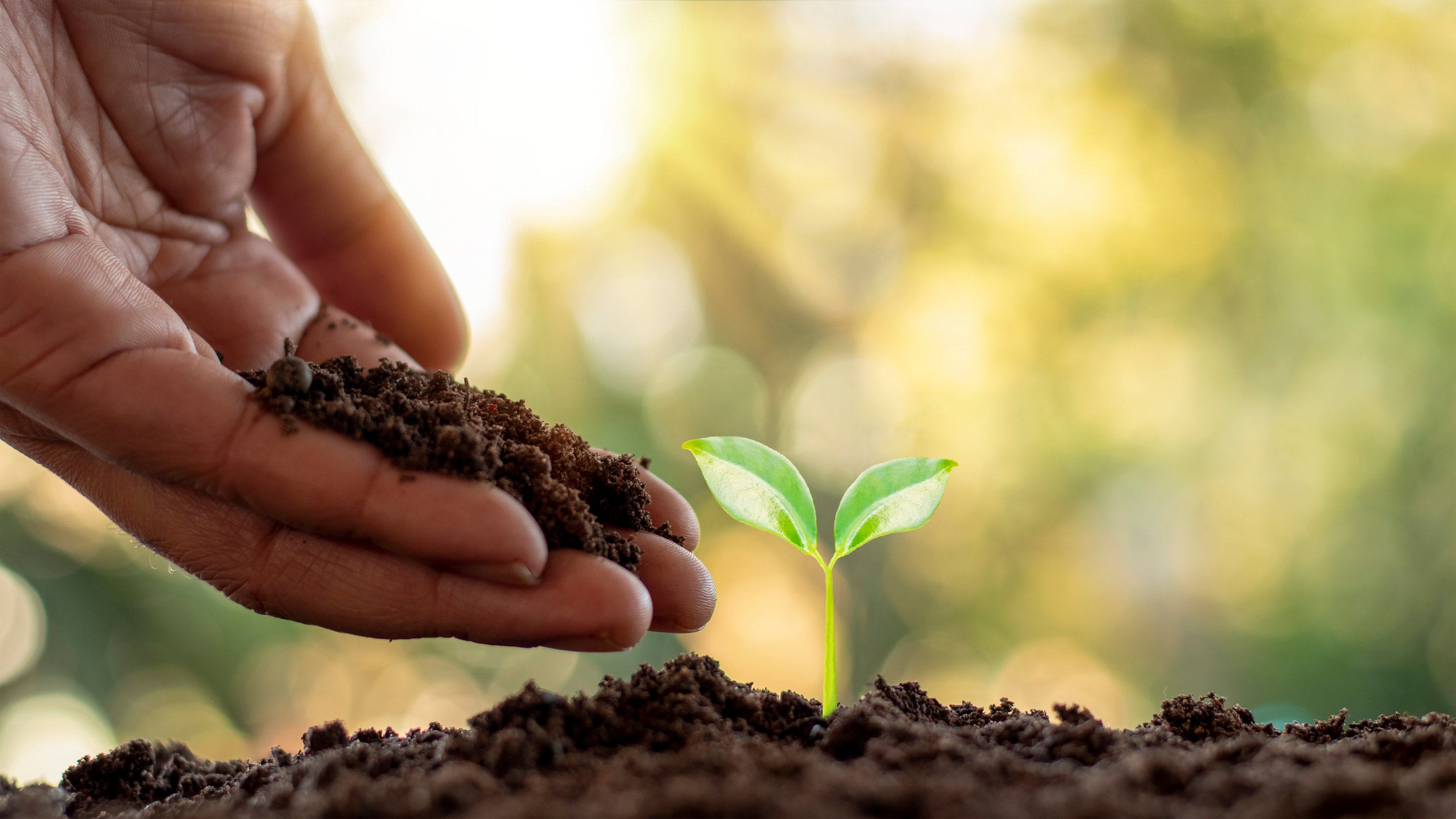 Hand Adding Soil to Small Sprout