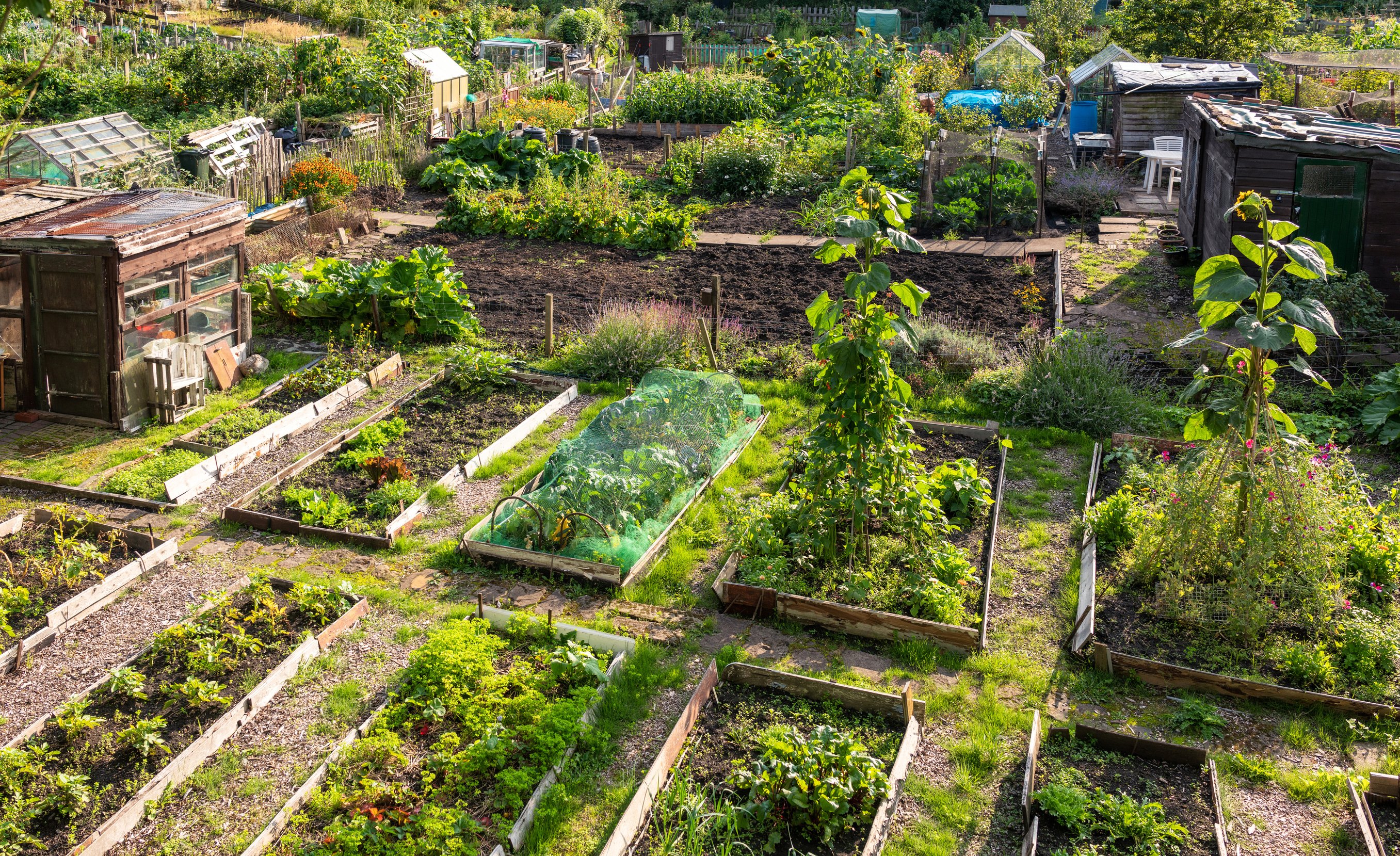 Urban community garden allotments