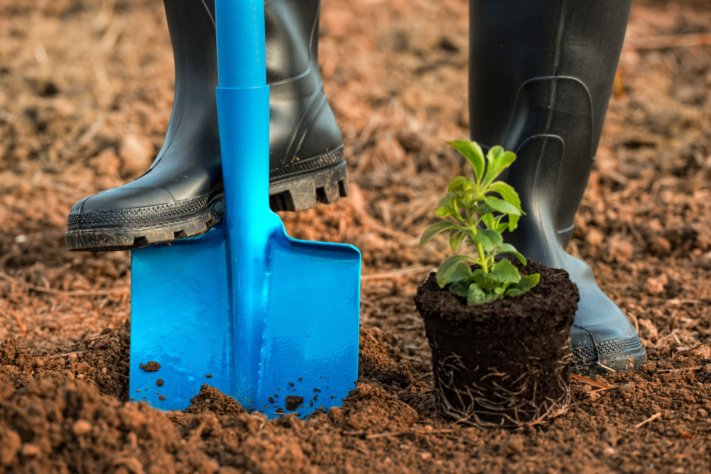 planting new plant